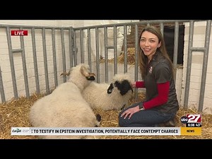 Sheep snuggles debut at the PA Farm Show