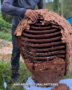 Exploring Termite Hive Structure #EcoScience #NatureStudy #MudCraft | Mundo Videos