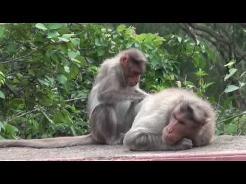 Grooming - Monkeys eating lice from another Monkeys body