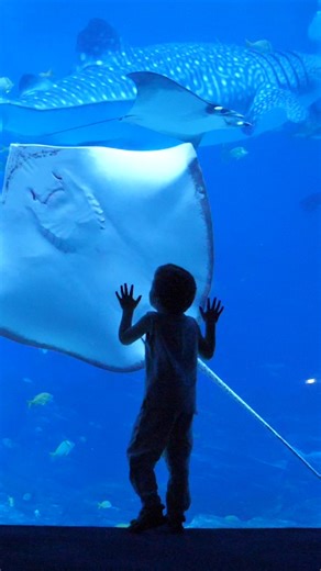 32K views · 988 reactions | The Ocean Voyager window view never gets old.  Message us your favorite memories at the Aquarium for a chance to be featured on our page! | Georgia Aquarium | Facebook