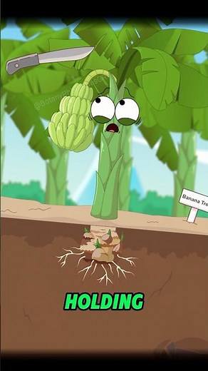 How do bananas reproduce?#shorts