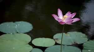 Premium stock video - Red lotus flower in the peaceful pond with wind blowing gently