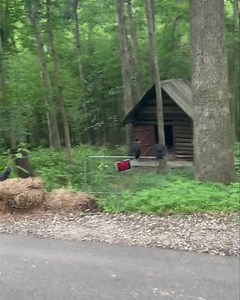 The baby vultures are officially flying! You can still tell them apart from their parents because they still have some fluffy feathers on them. They were out and about today enjoying the nice weather! | Yellow River Wildlife Sanctuary