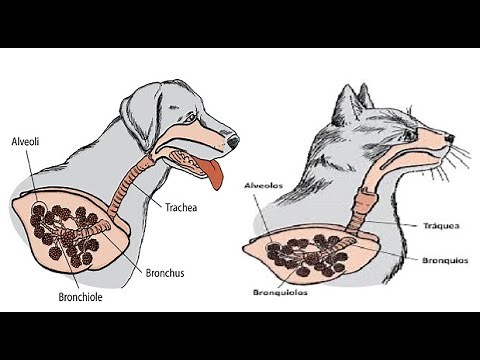 Fisiología Veterinaria del Sistema Respiratorio