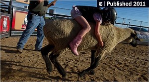 Little Lambs, Not the Sheep, Get Early Lessons in the Rodeo Life
