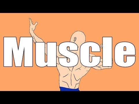 Muscle / Buma.K