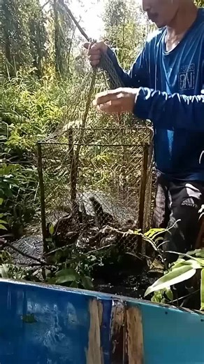 Crocodile Capture Techniques in Tropical Settings