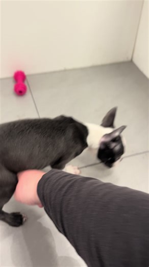 Eleven hopper (@netflix.singer.edits)’s videos with WILDFLOWER - Billie Eilish