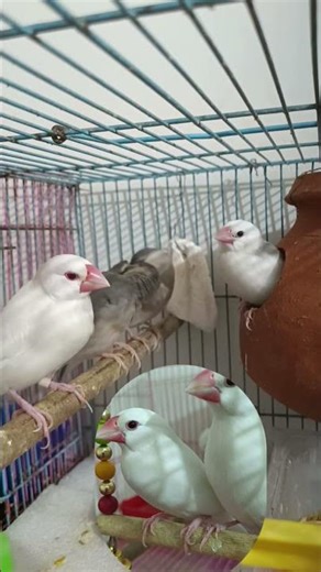 my cutie 🥰 Java Sparrow Bird 🐦‍⬛ baby 🐦🐦‍⬛#birds #javasparrow #javaee #javabird #Java baby