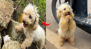 The mother dog persistently pleaded with me to save her puppies until they were finally safe. | Sinameck