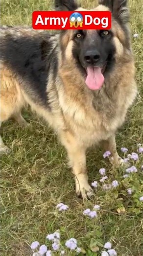 😱German Shepherd dog#viralvideo #germanshepheard #trendingshorts💕 #dogshorts🧿