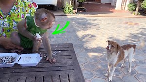 Greeedy Flloyd Has No Intend To Give His Share To The Puppy | The Judy Family