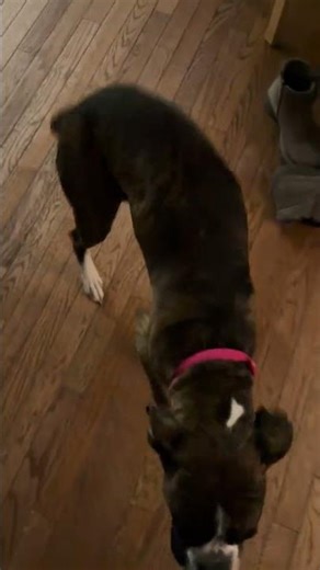 @boxerhazel: Boxer wiggles are the best! #dog #doglover