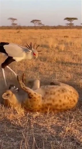 The Dignity Of Secretary Bird Is Inviolable