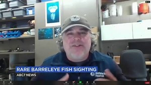Monterey Bay Aquarium researcher shares experience encountering rare deep-sea barreleye fish