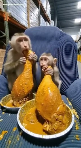 The Internet Is Exploding Over A Baby Monkey Strange Behavior