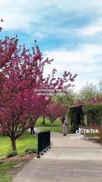Explore Calgary's Beautiful Crabapple Trees in Spring