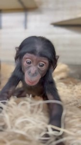 9.2M views · 287K reactions | Daisy the bonobo is almost 4 months old. Bonobo babies typically stay with their mothers for about 4 to 5 years, though their bond remains strong well beyond that. | Cincinnati Zoo & Botanical Garden | Facebook