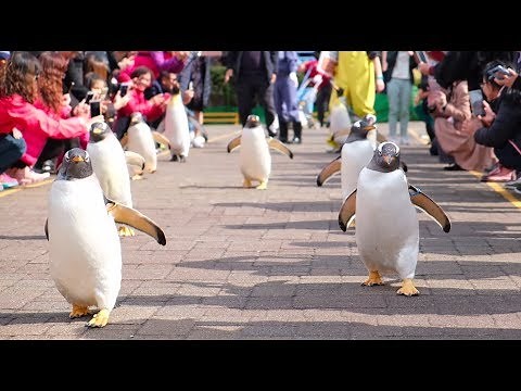 [北海道] 登別尼克斯海洋公園，企鵝遊行超可愛！療癒水母、海豚秀、海豹秀～前進海洋公園！
