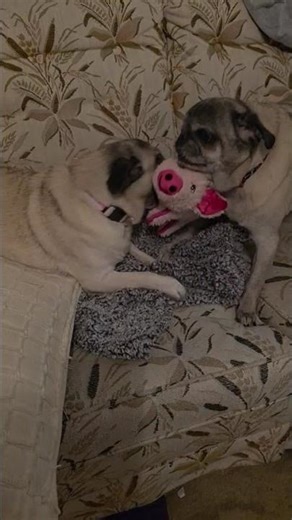 Video of adoptable pet named Milo