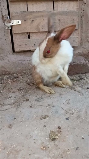 Cute Baby Animals Compilation 🐰🐥 | Rabbits, Chicks & Farm Animals #shorts March 20, 2026