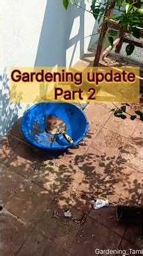 Gardening setup Part 2 👩‍🌾 #gardening_tamil #gardening