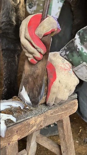 A large piece of the hoof is cut off, a satisfying hoof trim #Satisfying #donkeyhoof