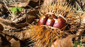 Châtaigne ou marron ? Voici comment on fait la différence entre ces deux fruits
