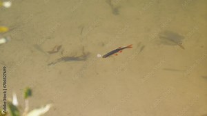 Small freshwater fish swim and play in sunny weather in a pond or in a river