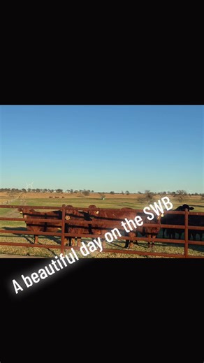 A beautiful day on the SWB. Beefmasters at their finest enjoying 80 weather. A fine Texas Day.