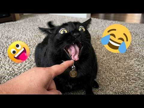 Hilarious Pet Moments 2026 😂 Funny Dogs, Cute Cats and Viral Fails Compilation
