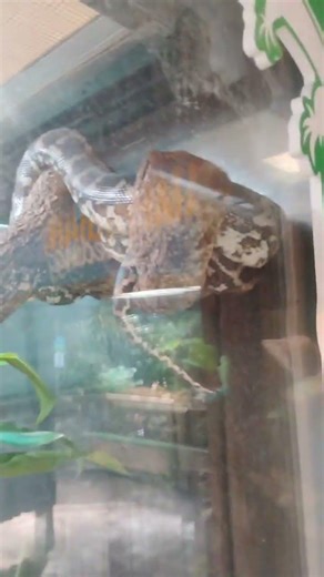 Python Big Snake Busch Gardens