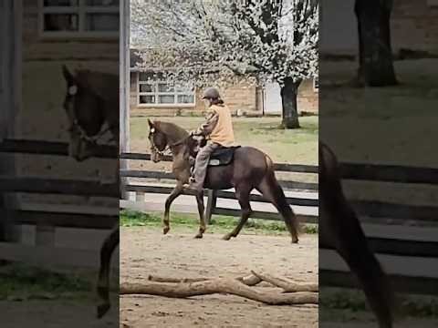 Tennessee Walking Horse - Game Changer Training Session 03/09/2026