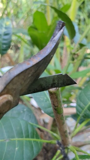 Mango Plant Propagation by V Grafting Method | Easy Mango Grafting Step-by-Step | High Success Rate