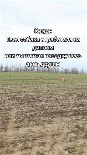 The Dog Collection (@thedogcollection)’s videos with оригинальный звук - ☠️Prin☠️