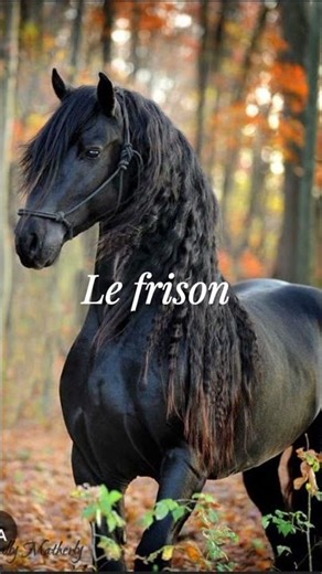 quiz sur les races de chevaux