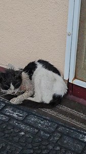 37K views · 9.2K reactions | Sunday rescues. … #davidloop65 #cat #catlife #catlover #kitten | David Loop | Facebook