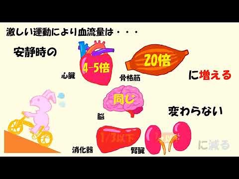 C 5 運動時の骨格筋血流と血流再配分 basic 音声あり