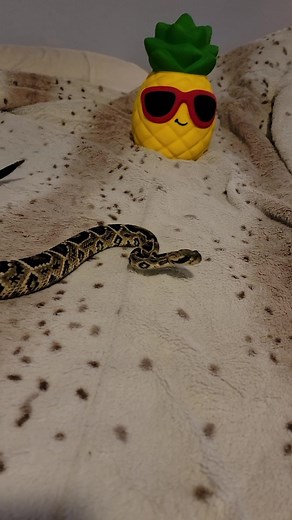 The Hybrid Batwing Rattlesnake: A Rare Venomous Hybrid