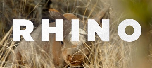 Tom Hardy Narrates This Black Rhino Eco-Thriller Doc 'Rhino' Trailer | FirstShowing.net