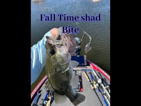 Shad have finally moved to the back of the creeks and the bass are biting!!!