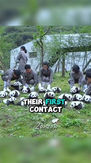 Baby Pandas' First Outdoor Adventure! 🐼 | Cuteness Overload! 🥰
