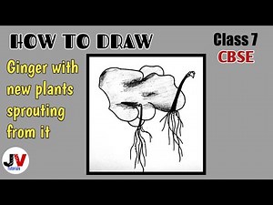 ginger with new plants sprouting from it diagram|ginger vegetative propagation diagram