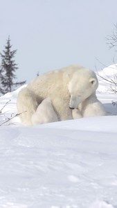 102 reactions · 25 shares | Today is International Polar Bear Day! Right now, polar bear moms and cubs are snuggled together in dens across the Arctic. As a Polar Bears International ally, we invite you to learn more about how you can protect these polar bear families and ensure a future for the species at large. Go check out our friends Polar Bears International to learn more! | Frontiers North Adventures | Facebook
