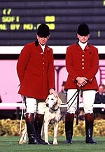 Hounds go on parade - Horse & Hound