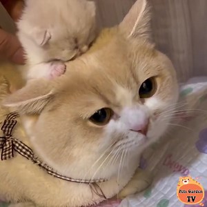 Happy cat family 😸❤️💒 | Cats So Cute
