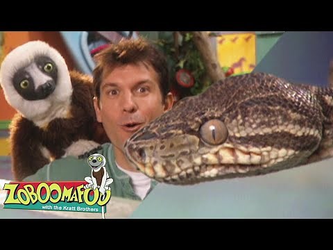 Snakebellies | Zoboomafoo - WildBrain | Movies for Kids
