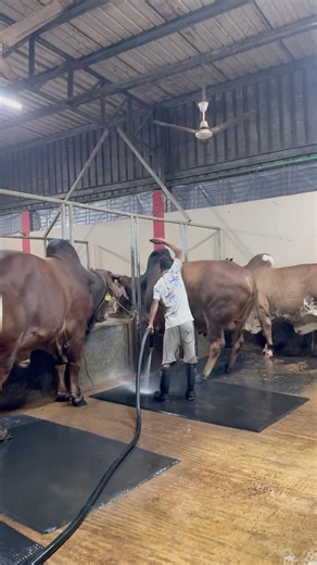 Shepherds have to overcome many obstacles to clean cow dung.💩💦#cleaning #cowdung