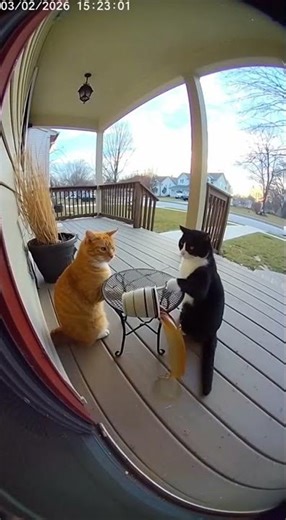 Cats Laughing After Breaking Cup