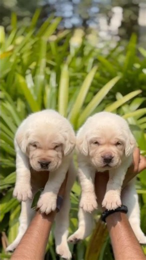 👉 Cute Labrador Puppys Available in AP & TS 🐶❤️ | Healthy & Playful | BarkBridge#pets #dogshorts